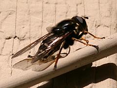 Syrphid Fly